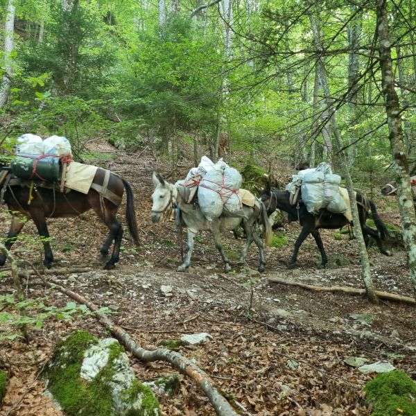 Mules carrying supplies on the trail to a Mount Olympus refuge